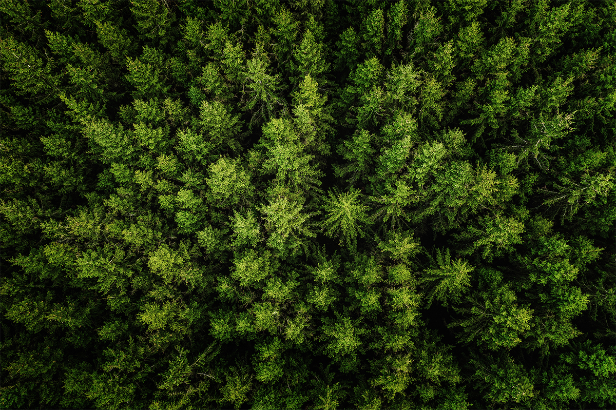 conifer forest