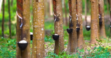 Rubber tree bowls filled with latex
