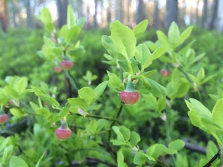 blueberry