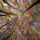 decorative photo