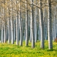 A row of spring poplar trees